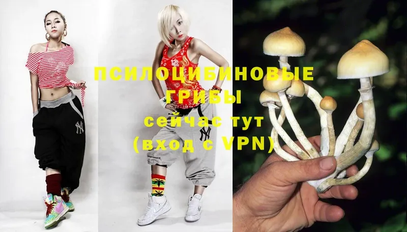 Галлюциногенные грибы Cubensis  купить наркоту  Новоузенск 